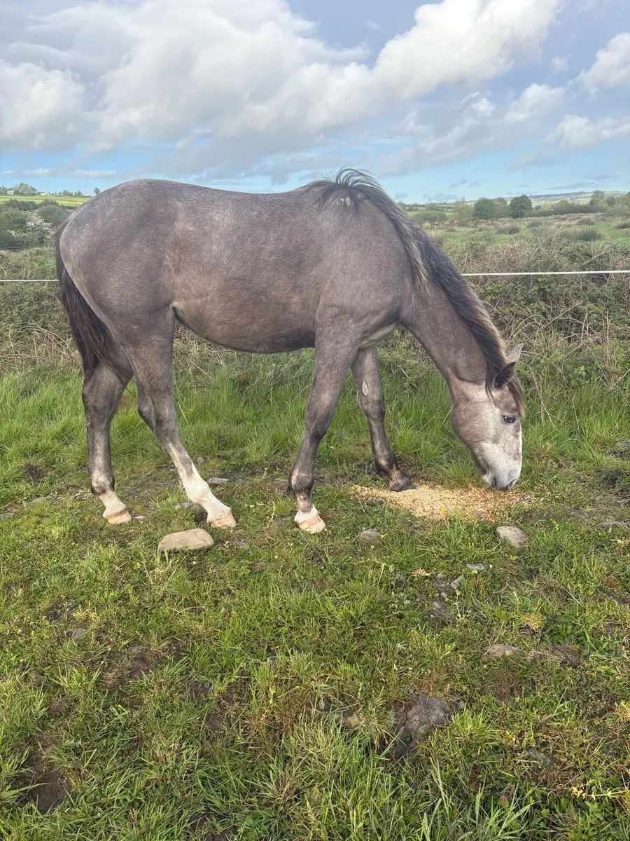 Irish Draught yearling filly - Image 4