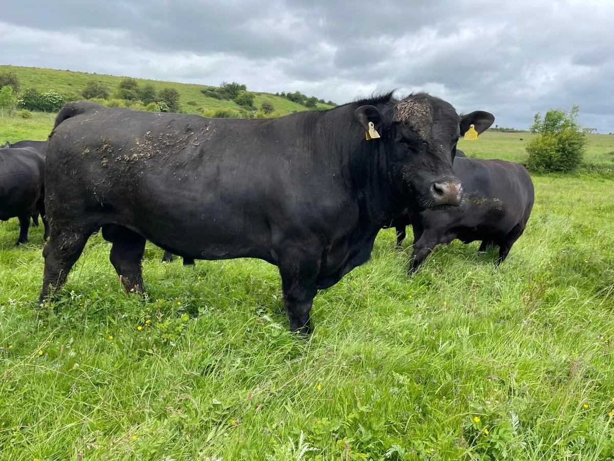 Purebred Angus Bull 2.5 years old - Image 2