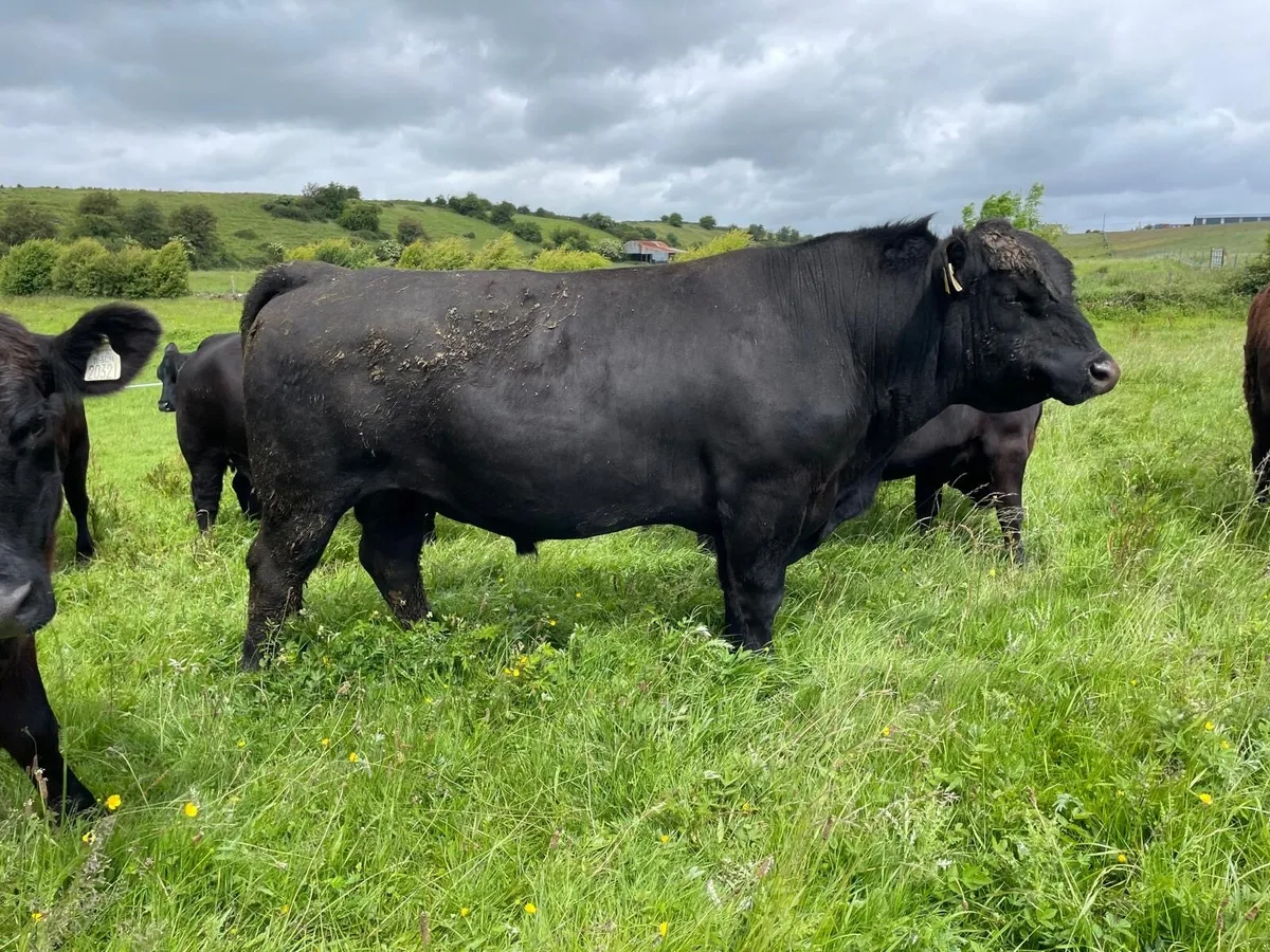 Purebred Angus Bull 2.5 years old - Image 1