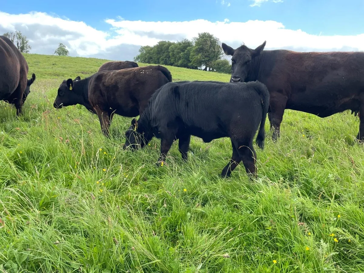 Purebred Angus Bull 2.5 years old - Image 3
