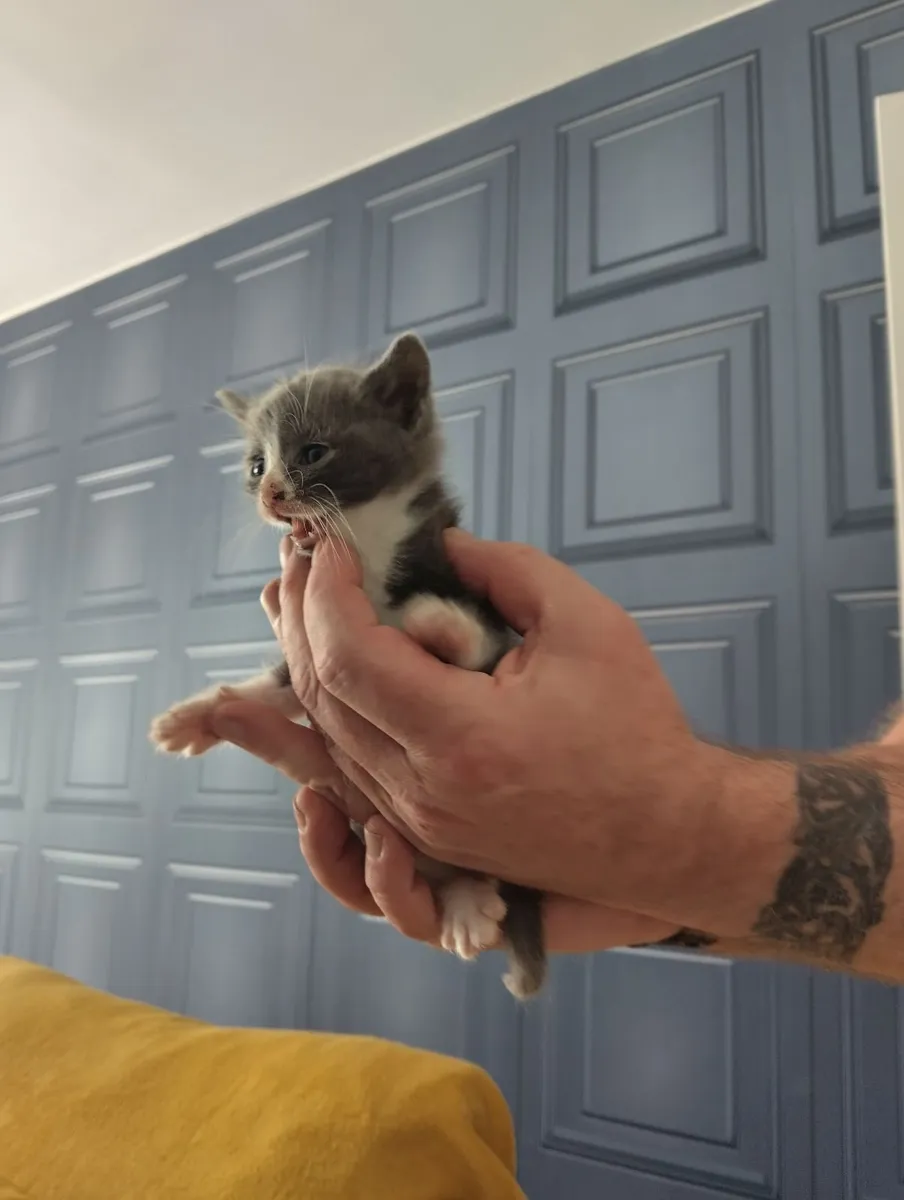 Kittens - Image 1