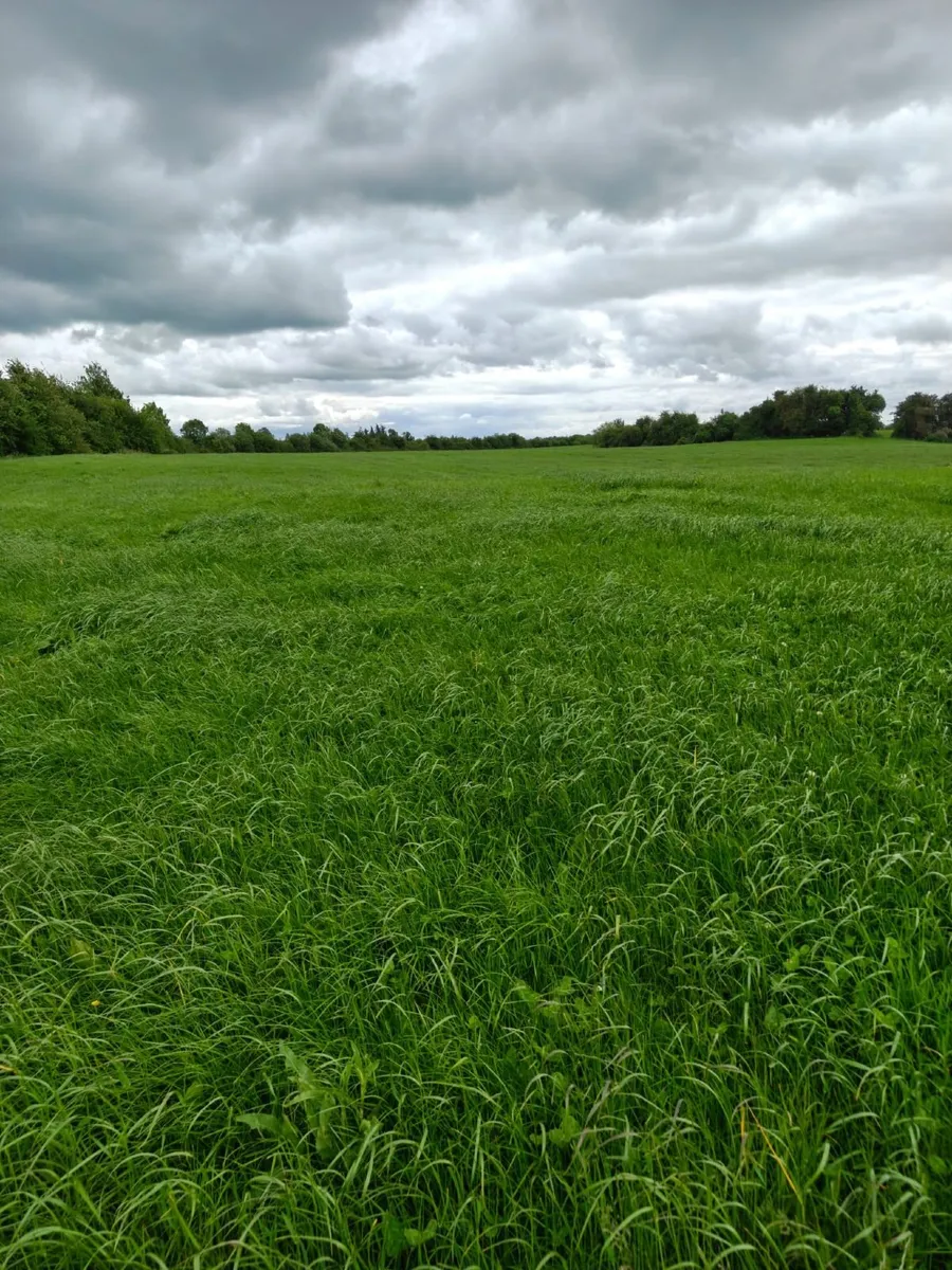 silage