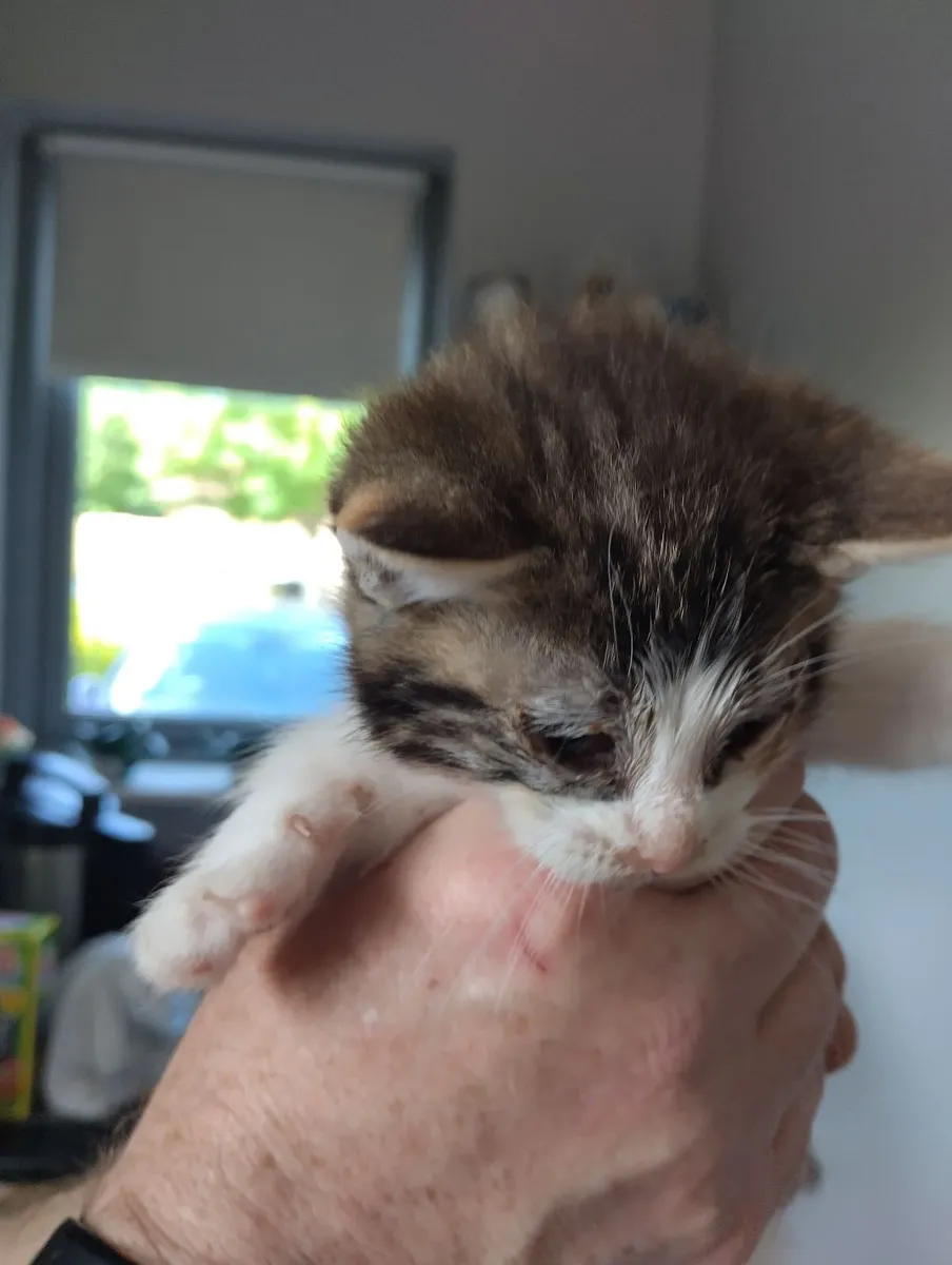 Kittens - Image 2