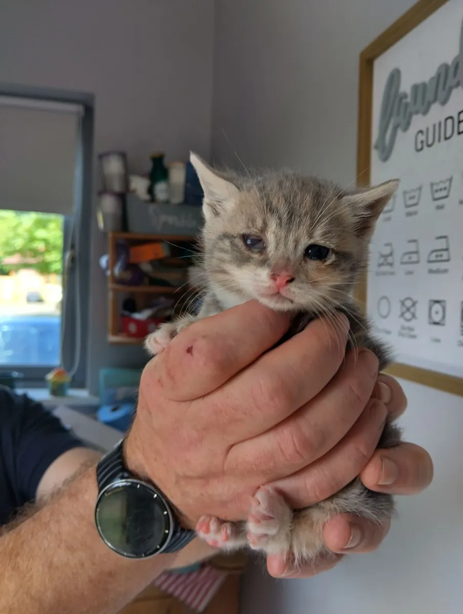 Kittens - Image 3