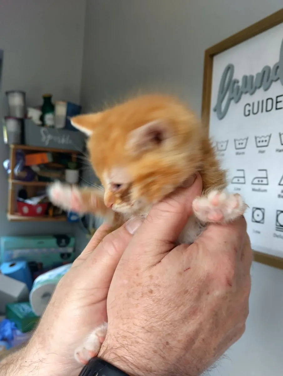Kittens - Image 4