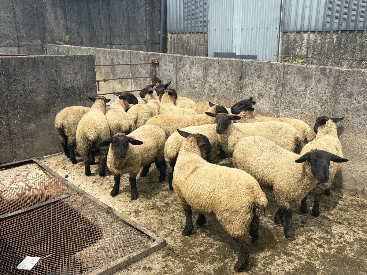 Pbnr Suffolk ewelambs for sale - Image 3