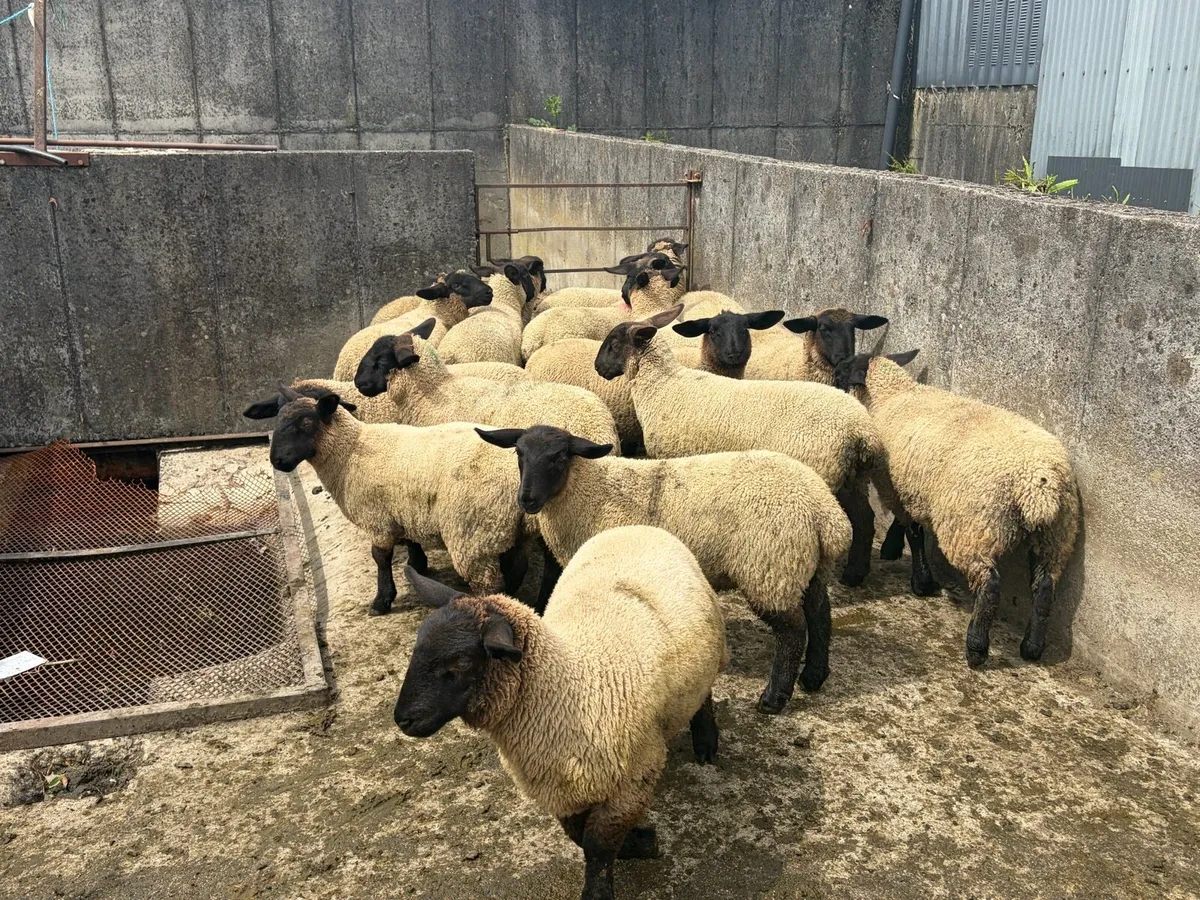 Pbnr Suffolk ewelambs for sale - Image 4