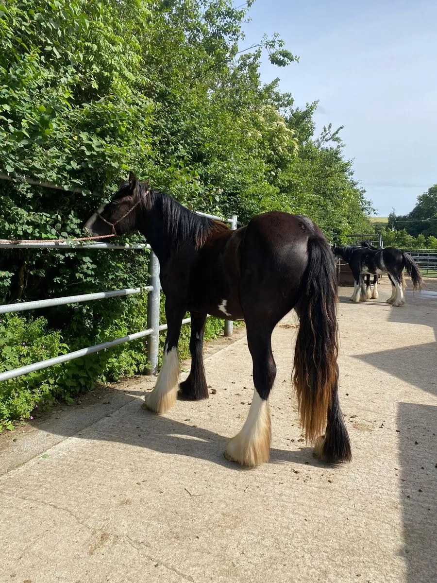 Good selection of filly’s. - Image 1