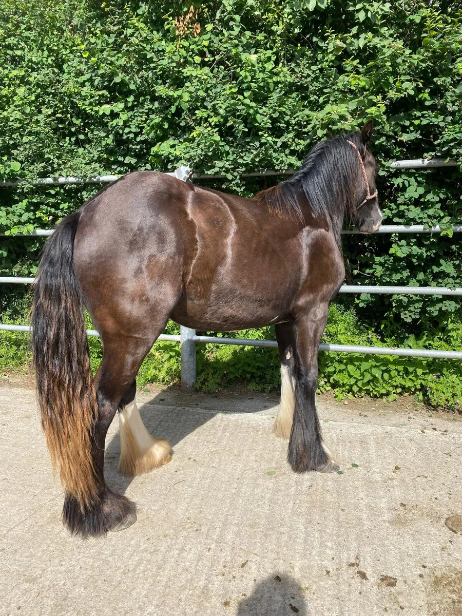 Good selection of filly’s. - Image 3