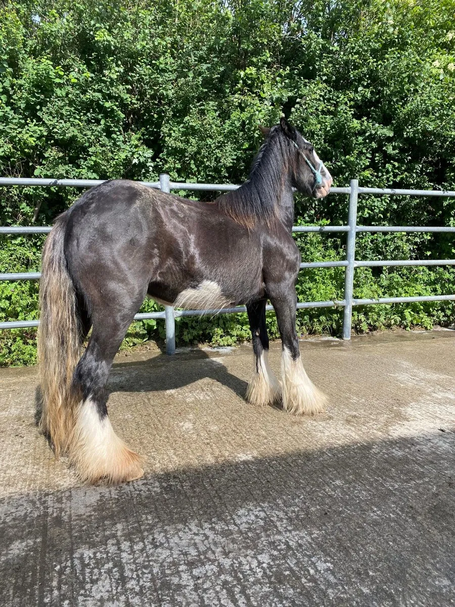 Good selection of filly’s. - Image 4