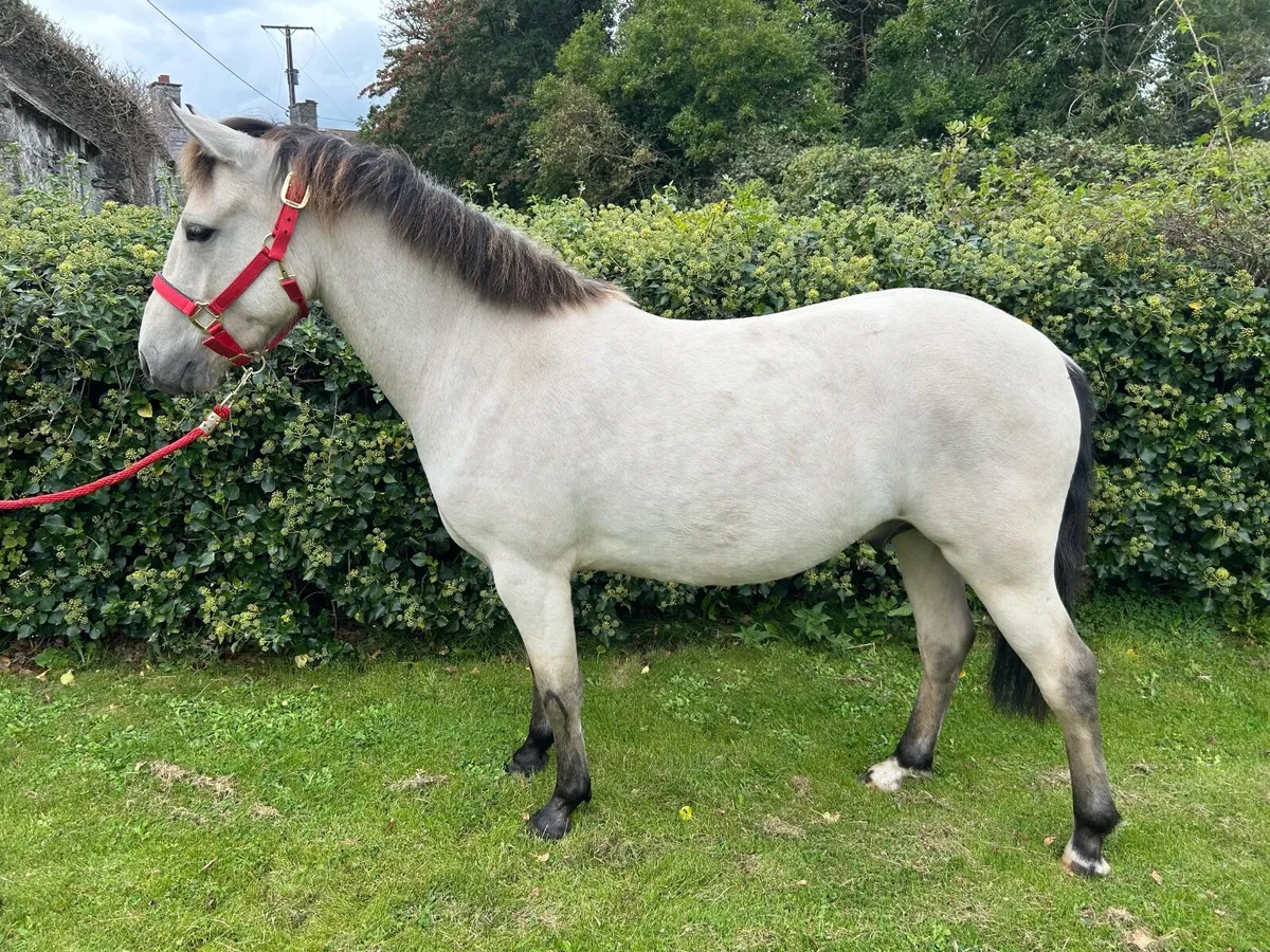 Pony - 3YO Connie X - Image 4