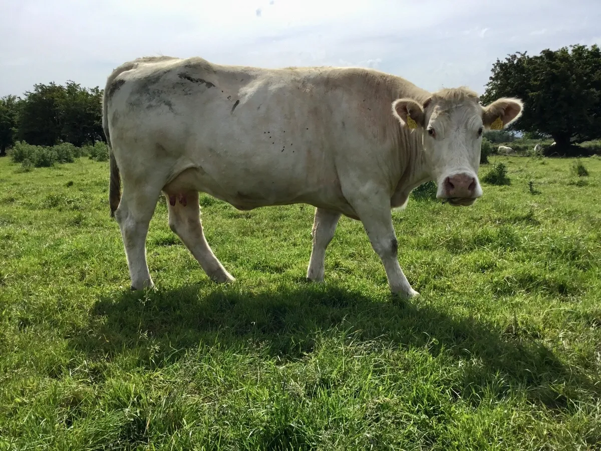 Charolais - Image 2