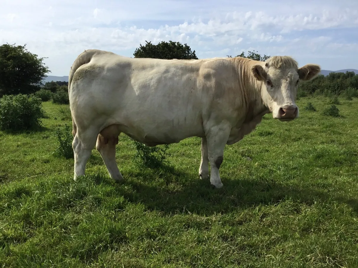 Charolais - Image 1