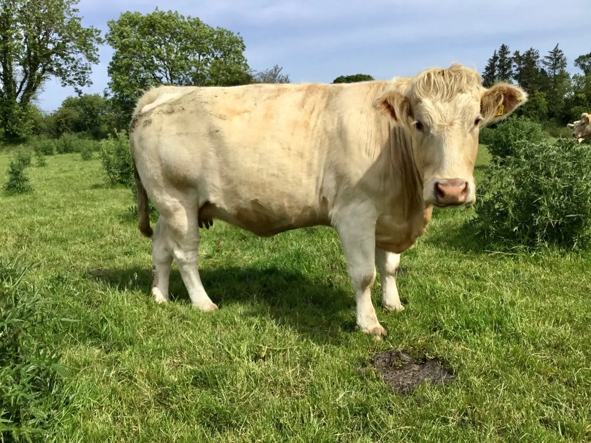 Charolais - Image 4