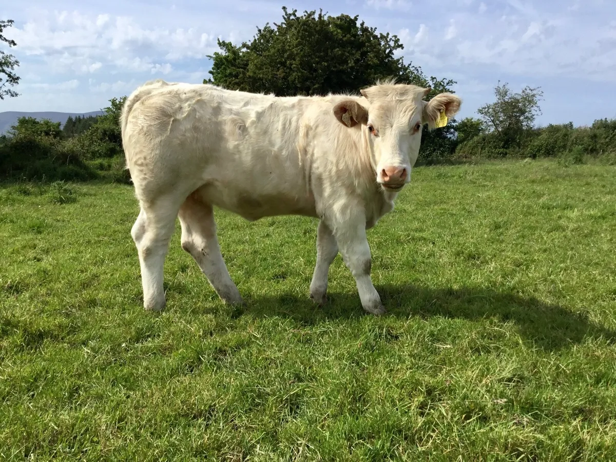 Charolais - Image 3