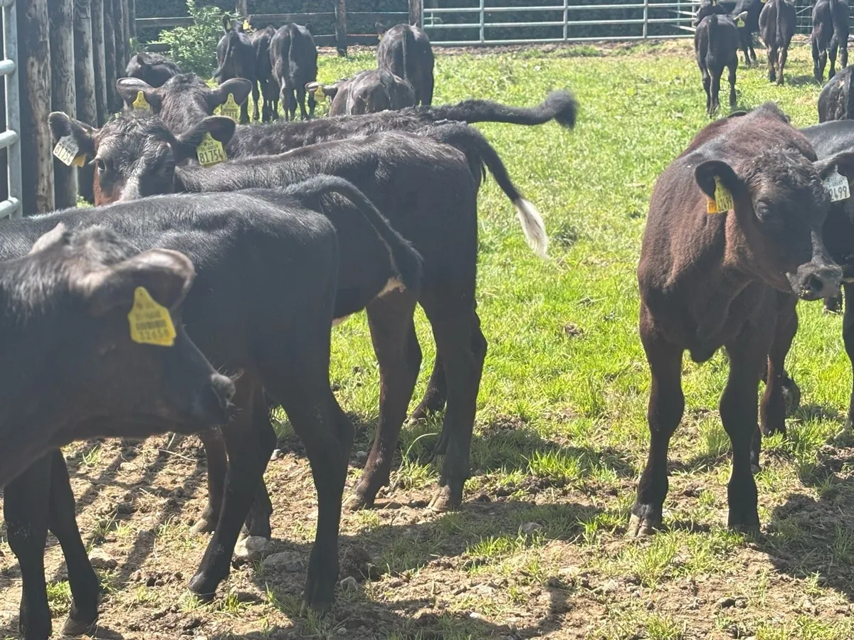 40 super weaned Angus heifers - Image 2