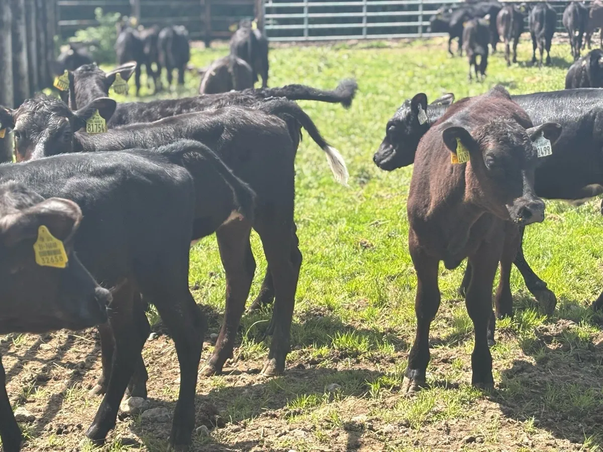 40 super weaned Angus heifers - Image 3