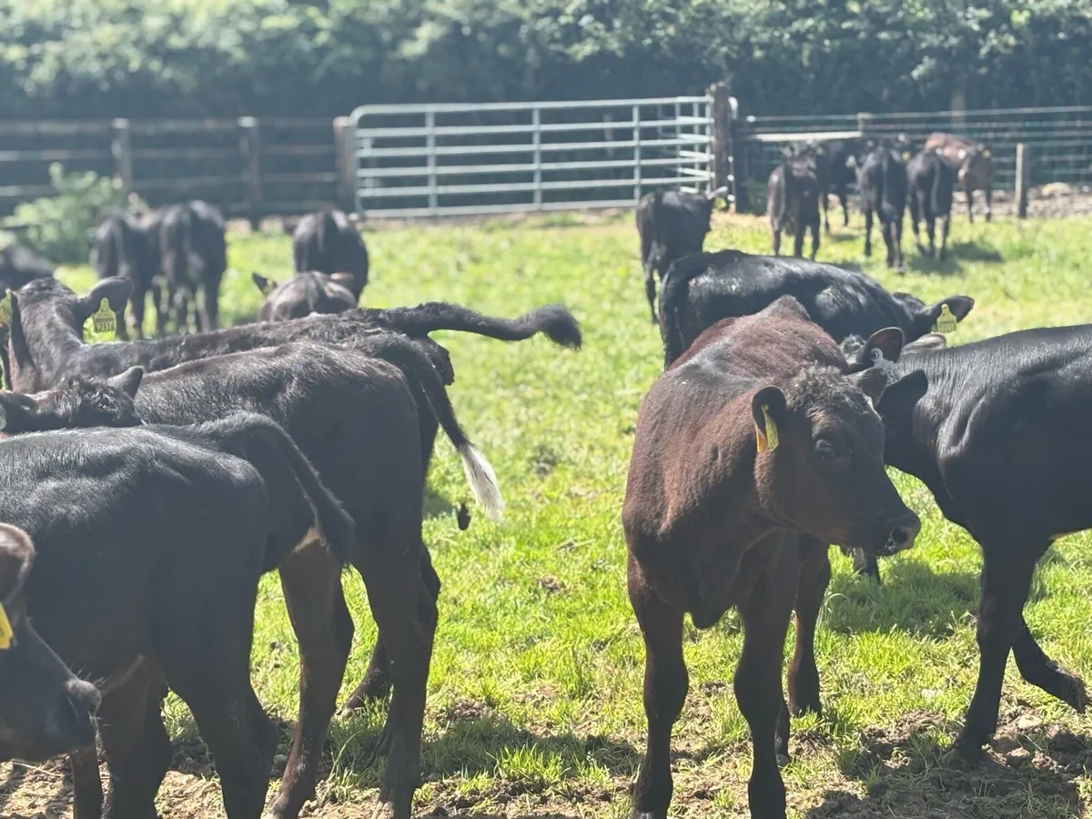 40 super weaned Angus heifers - Image 4