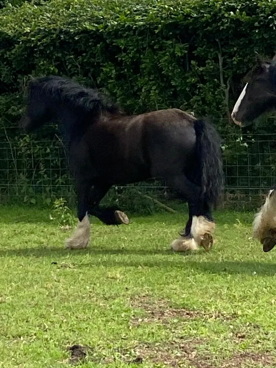 3 year old gelding untouched - Image 3