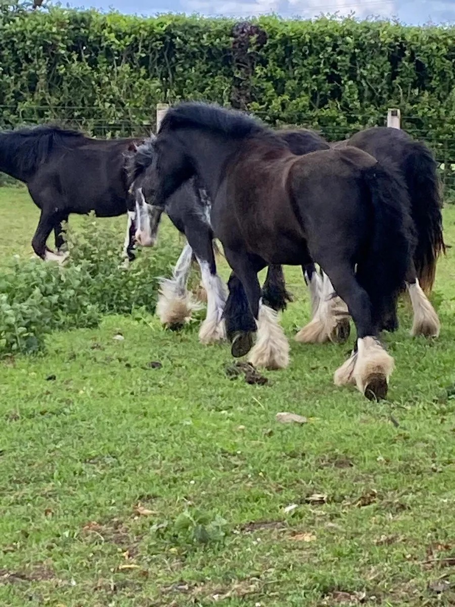 3 year old gelding untouched - Image 4