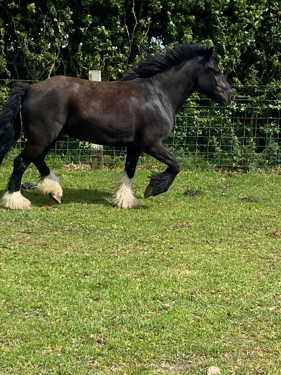 3 year old gelding untouched - Image 1
