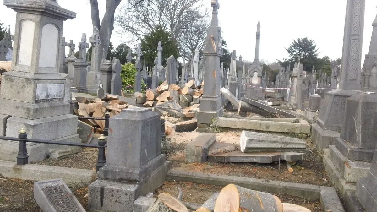 Tree service & Hedge cutting, Dublin - Image 4