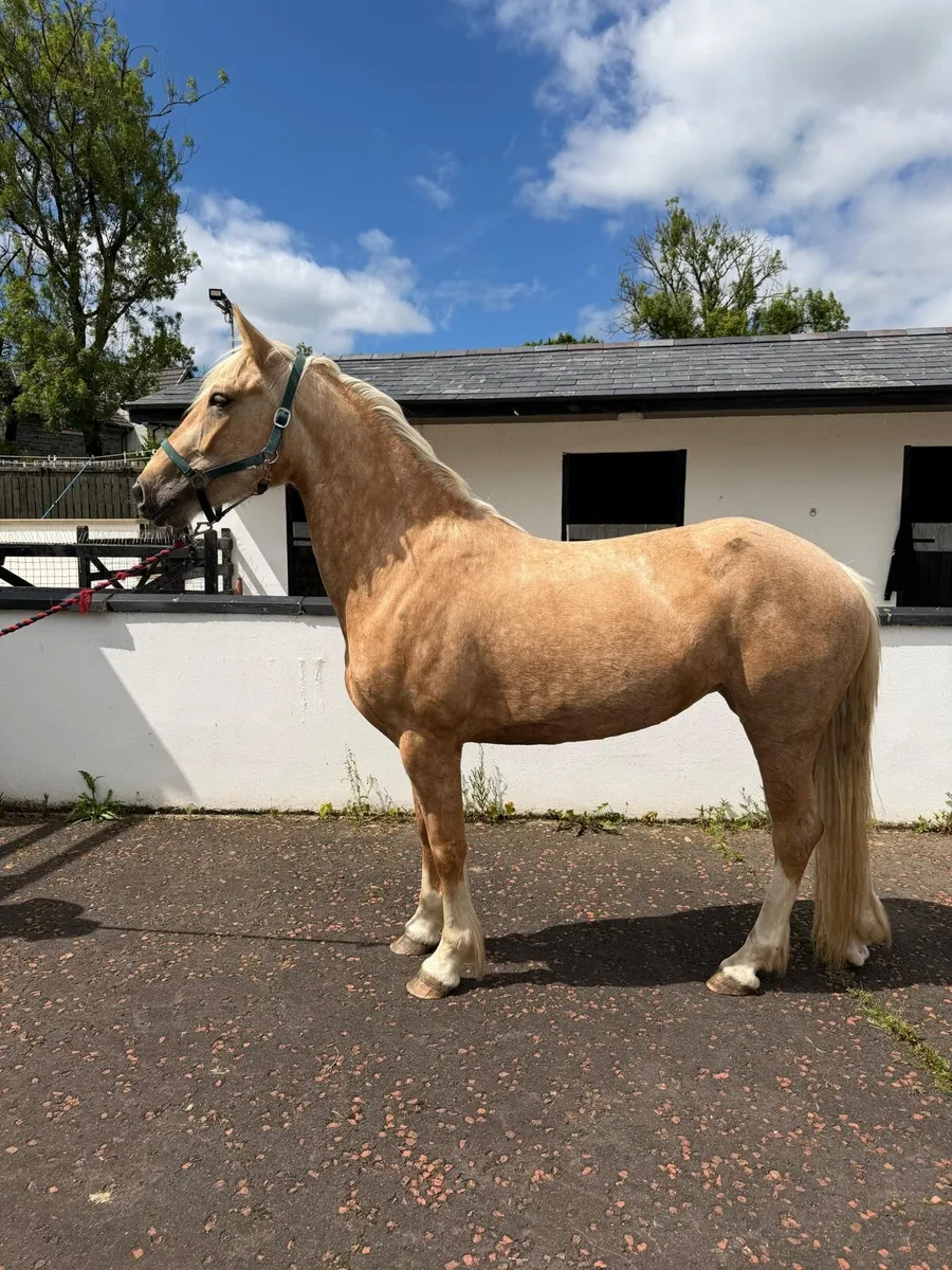 Stunning Palomino mare - Image 1