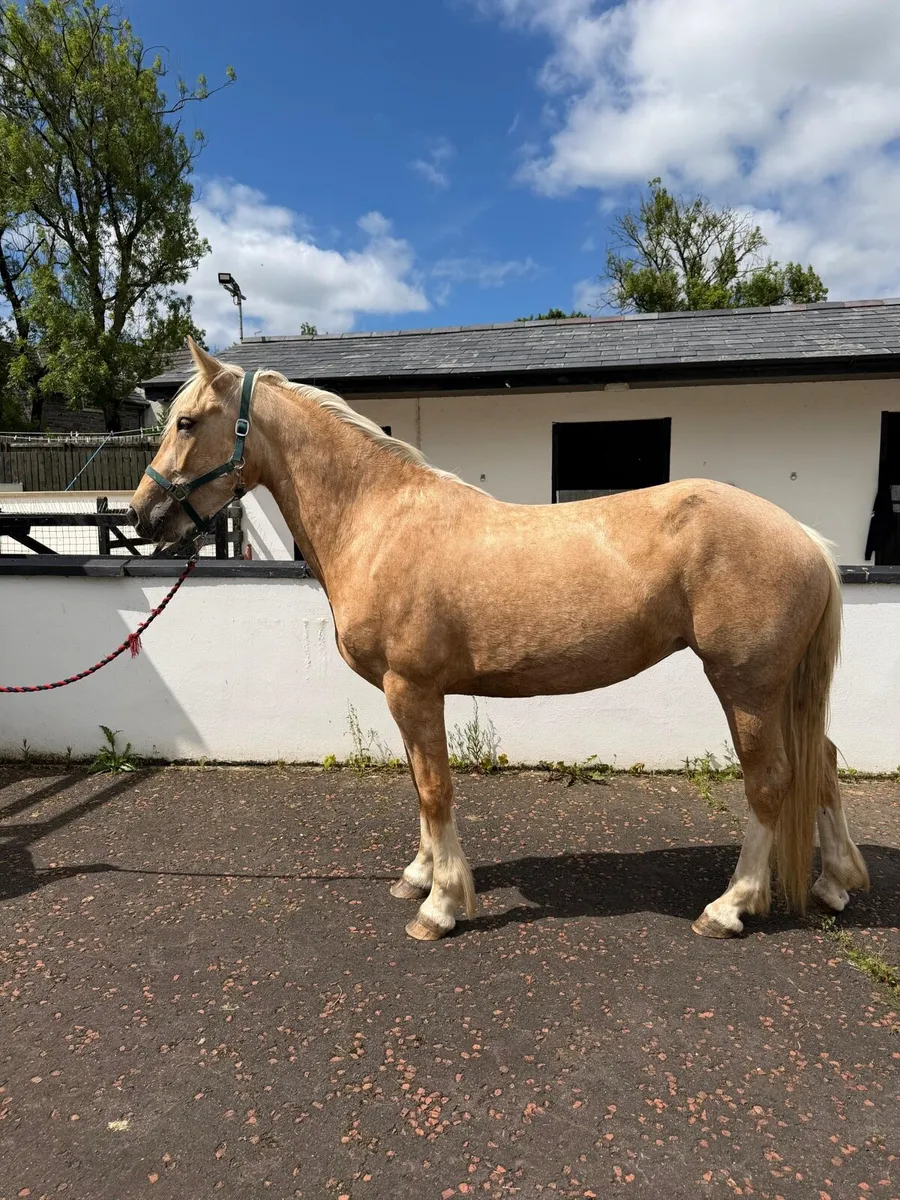 Stunning Palomino mare - Image 2