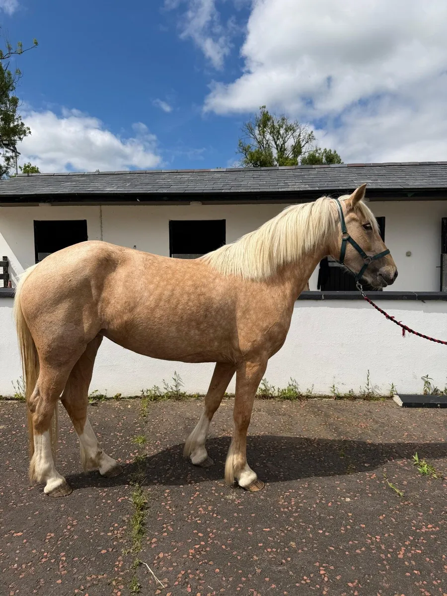 Stunning Palomino mare - Image 3