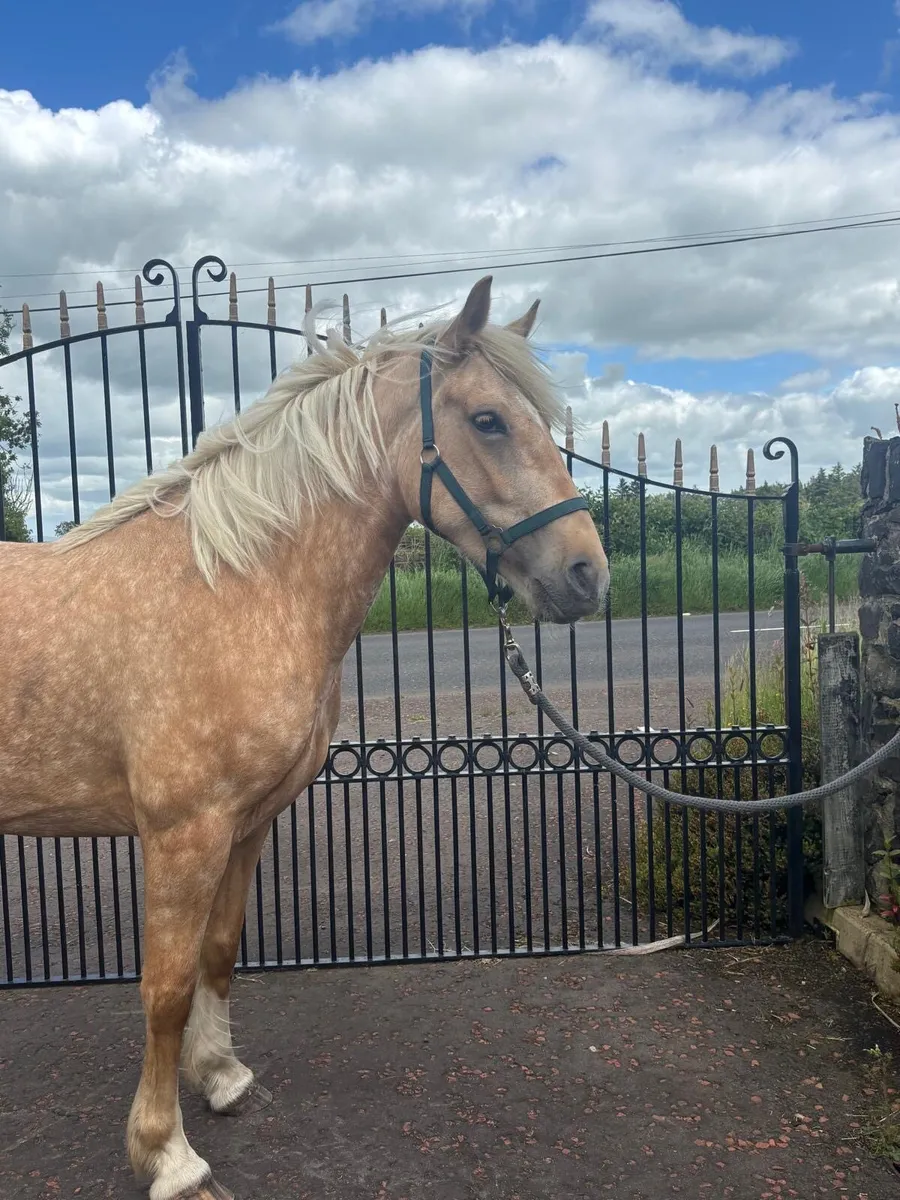 Stunning Palomino mare - Image 4