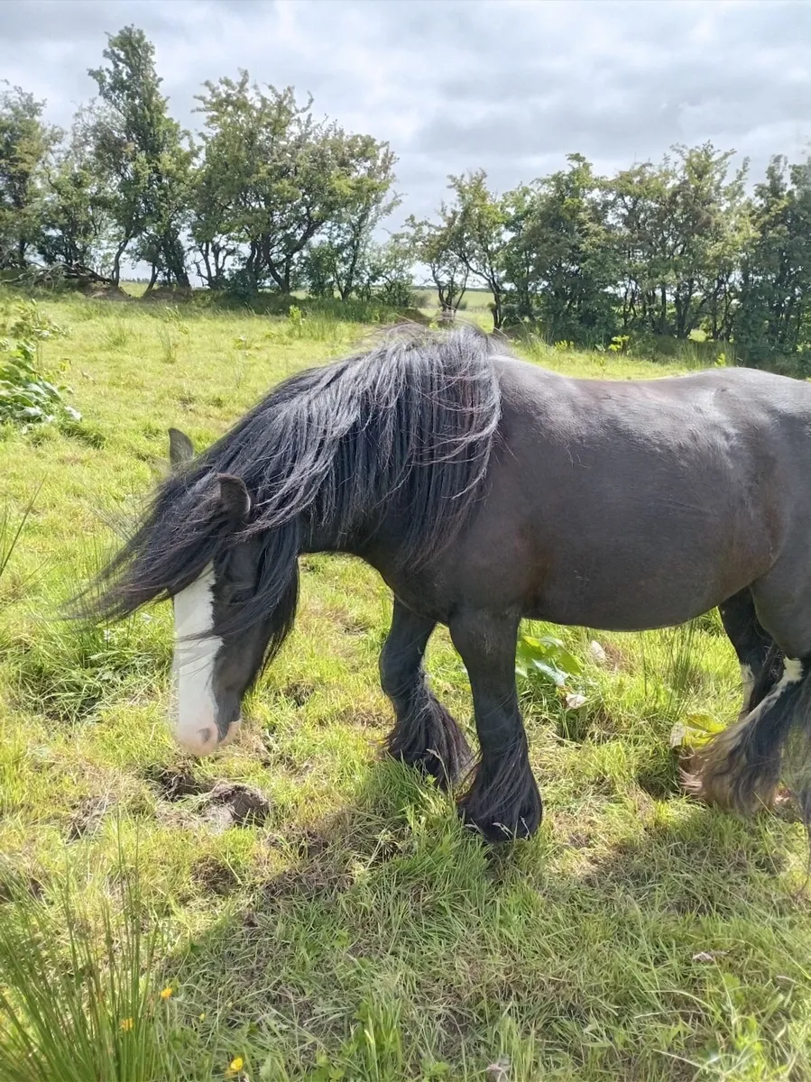 Heavy cob - Image 1