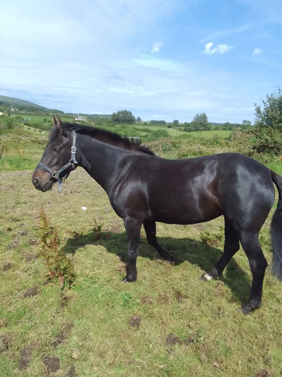 Pony - Image 1
