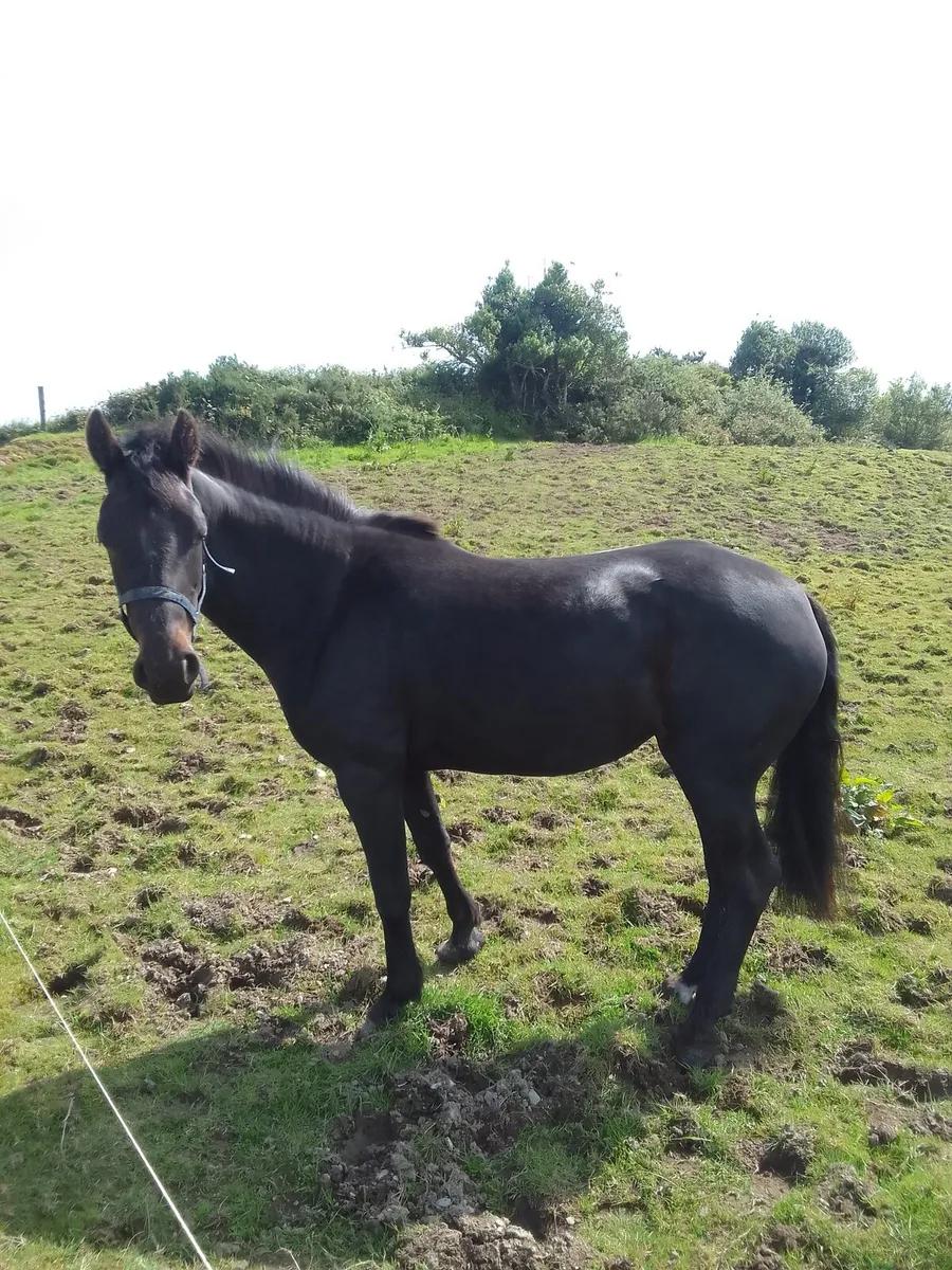 Pony - Image 3