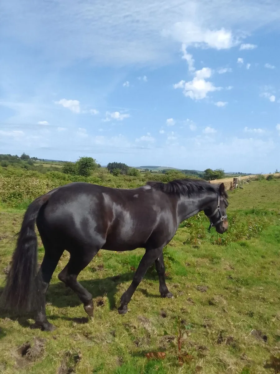 Pony - Image 4