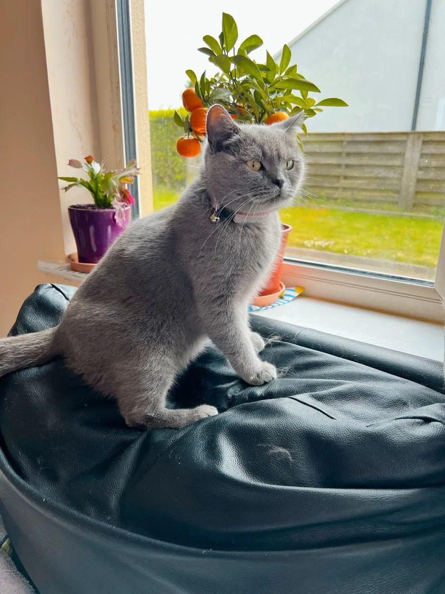 Kittens - Image 4