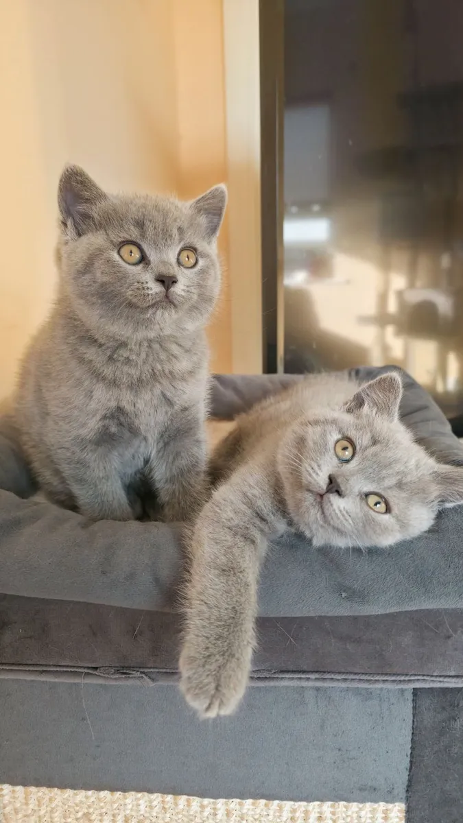Kittens - Image 2