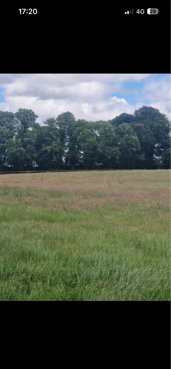 Meadow