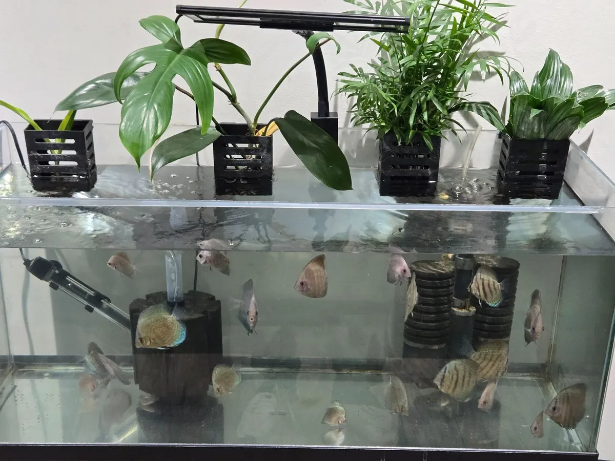 Fish tank and stand - Image 2