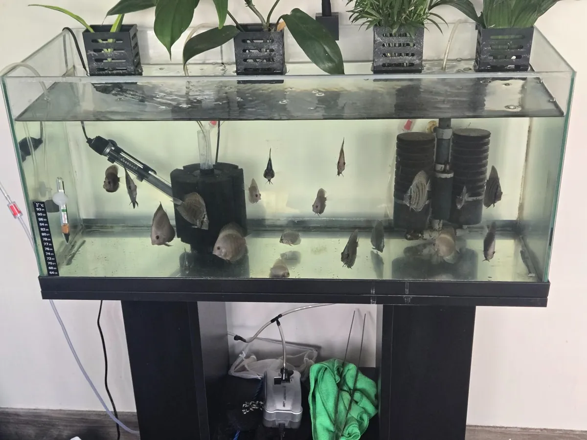 Fish tank and stand - Image 3