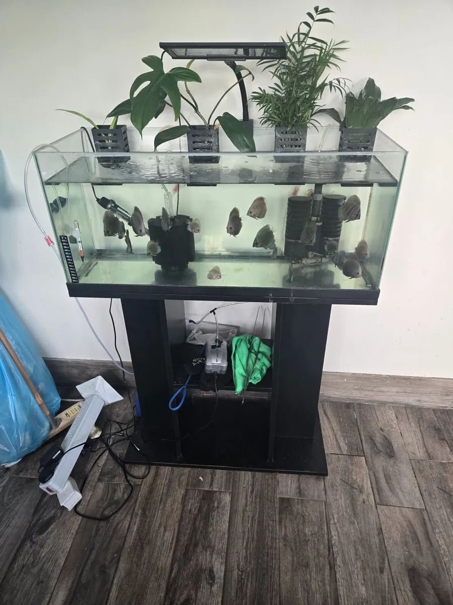 Fish tank and stand - Image 1