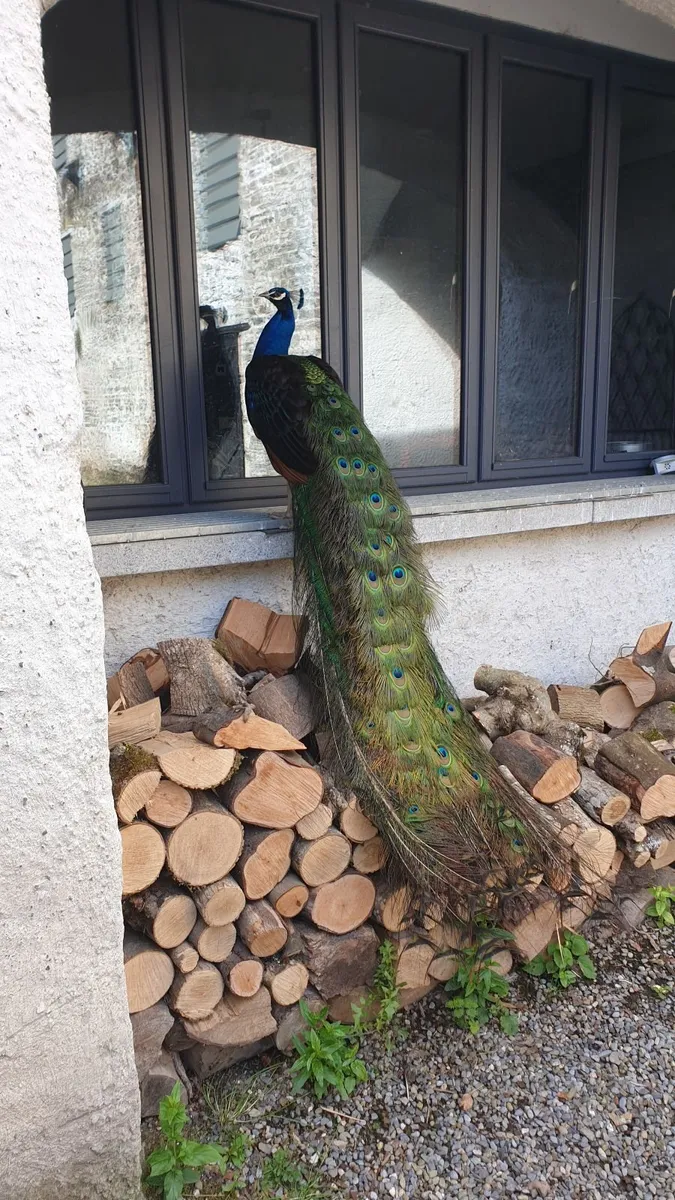 peacocks peafowl - Image 1