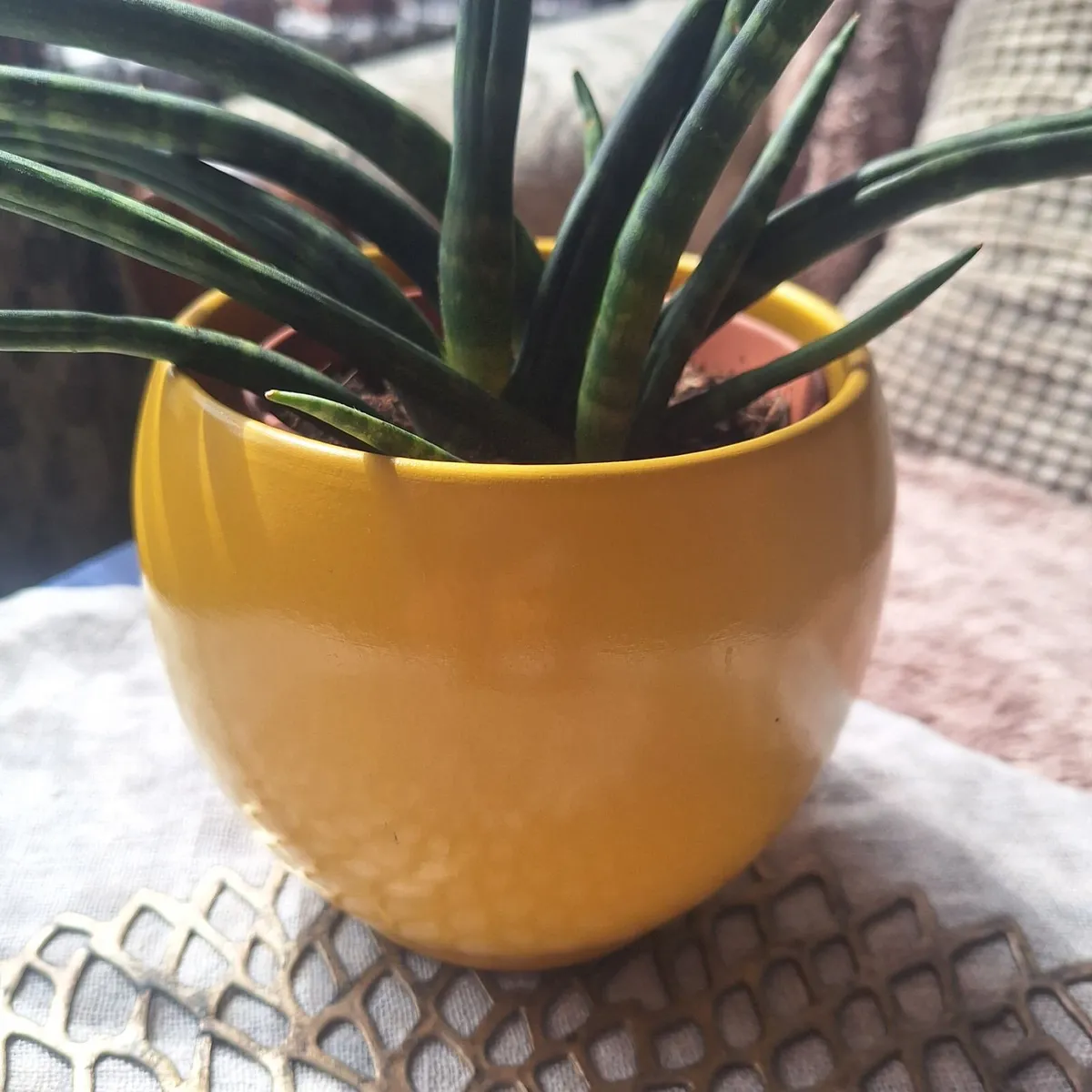 Sansevieria Cylindrica with Yellow Pot - Image 2