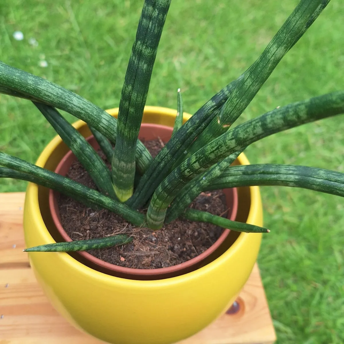 Sansevieria Cylindrica with Yellow Pot - Image 3