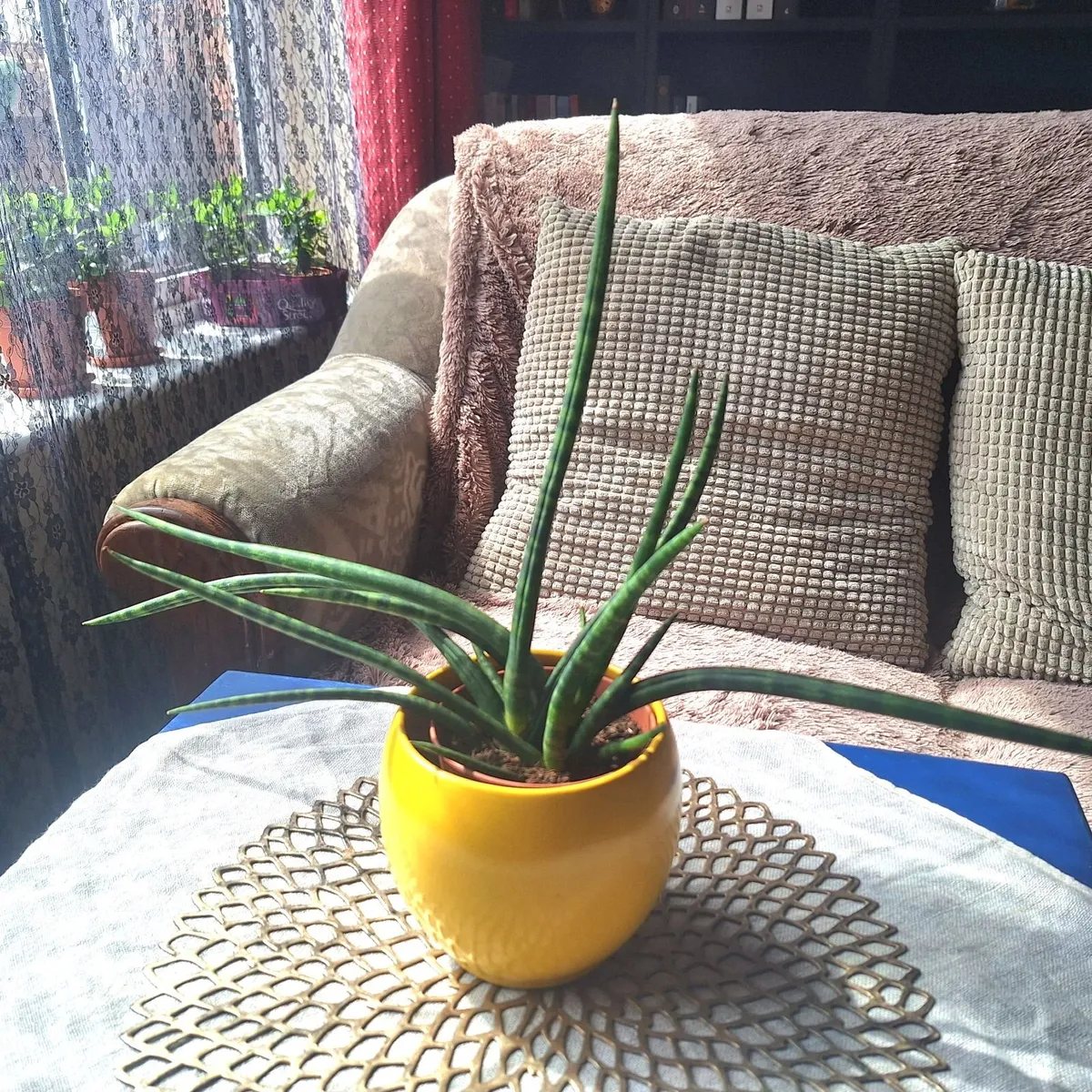 Sansevieria Cylindrica with Yellow Pot - Image 4