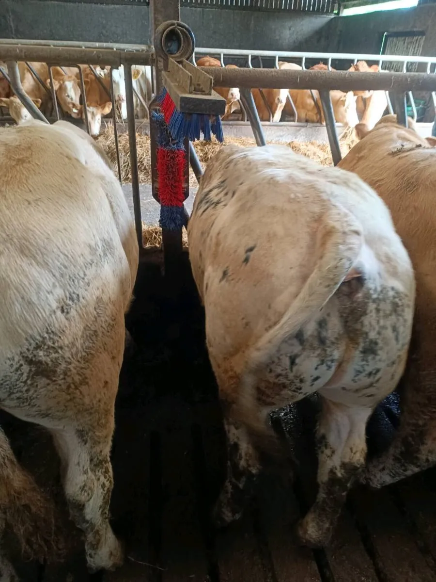 Weanling Bulls - Image 1