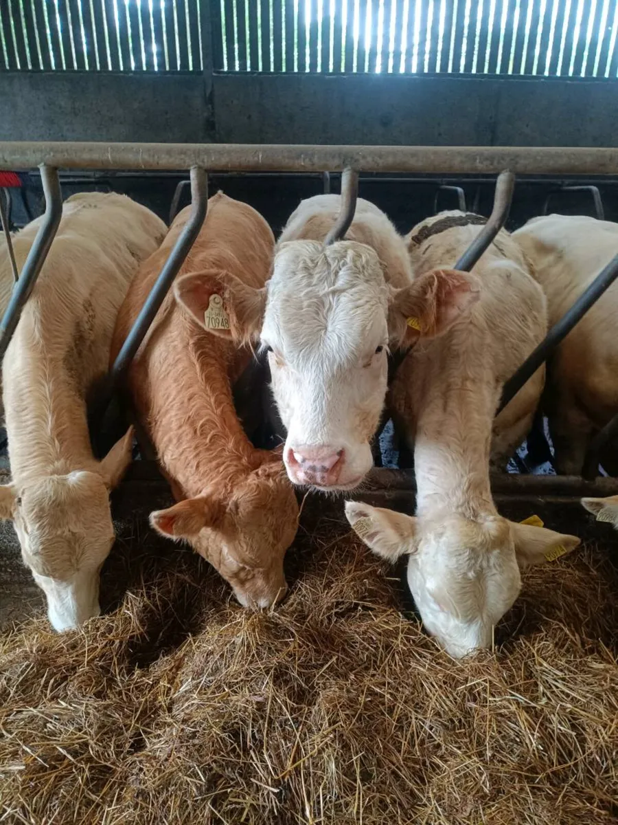 Weanling Bulls - Image 2