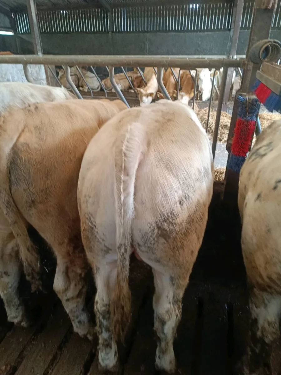 Weanling Bulls - Image 3
