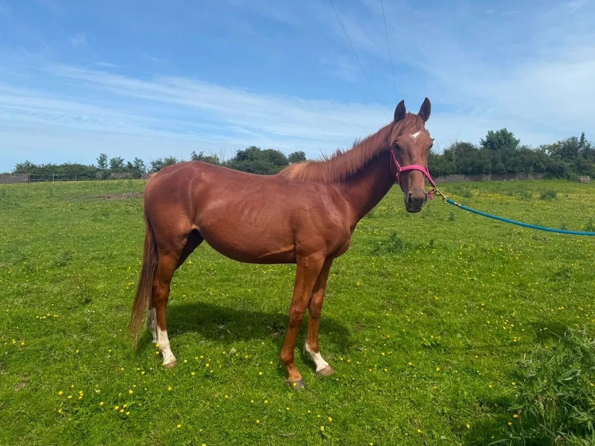 Horse - Image 1