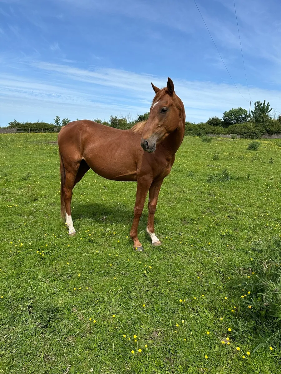 Horse - Image 4