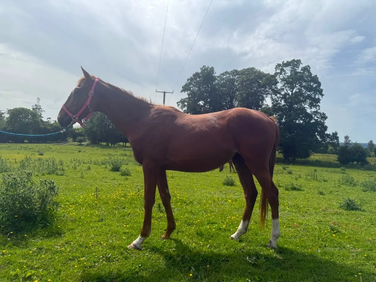 Horse - Image 2